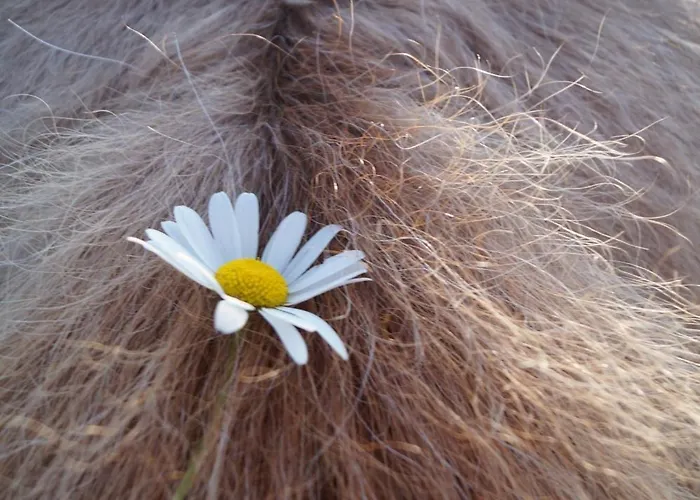 Kafahof Apartment Waldenstein (Gmund)
