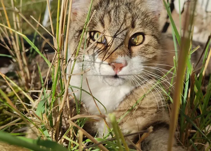 Kafahof Apartment Waldenstein (Gmund)