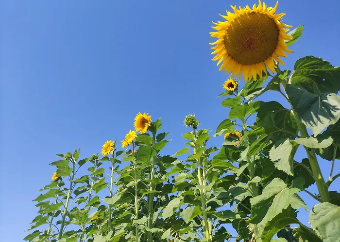 Kafahof * Waldenstein (Gmund)